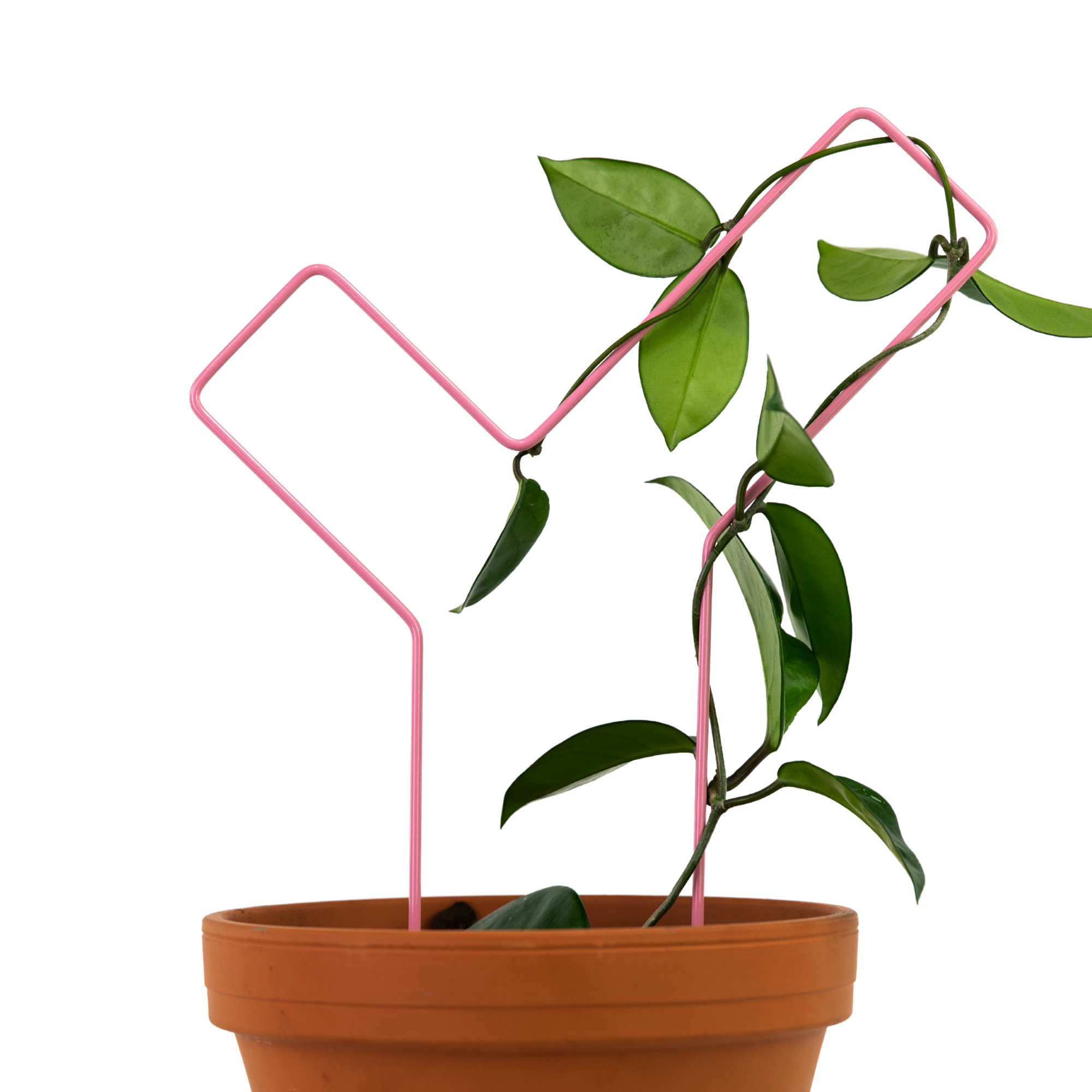 "Check Mark" Metal Trellis