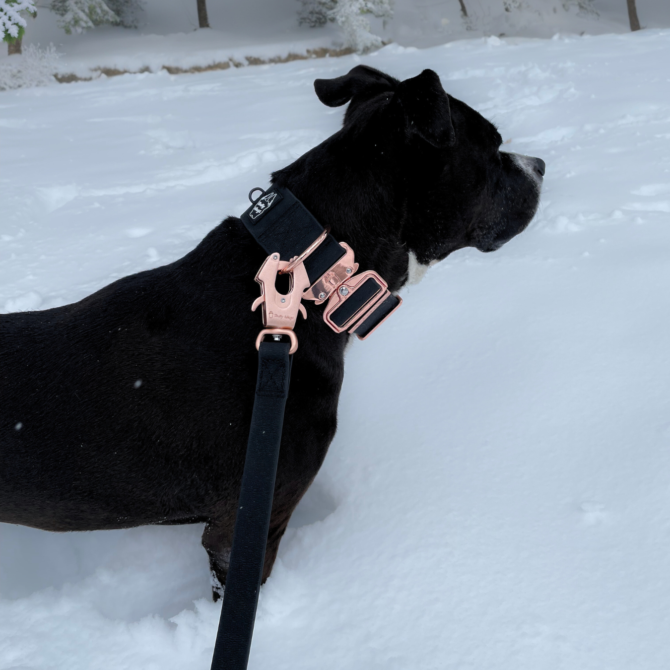 2 inch Waterproof PVC Dog Collar 2.0